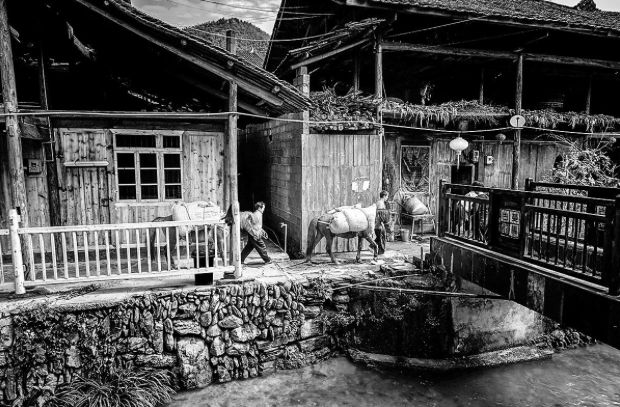 七子饼茶的历史背景,中茶牌七子茶饼铁饼