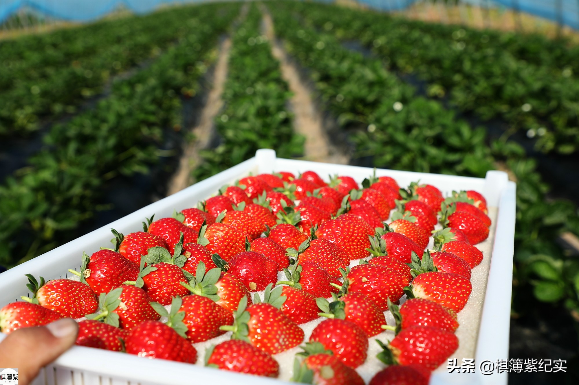 东北草莓3月份多少钱,东北草莓现在多少钱一斤