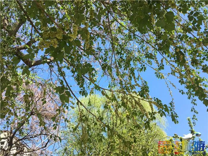 周末有风？别怕，来北京这里看花花草草和无数小可爱！猜到是哪里了吗？