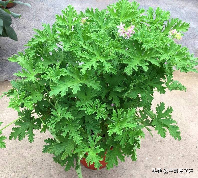 夏季室内小黑飞怎么消灭最彻底,防小黑飞的植物