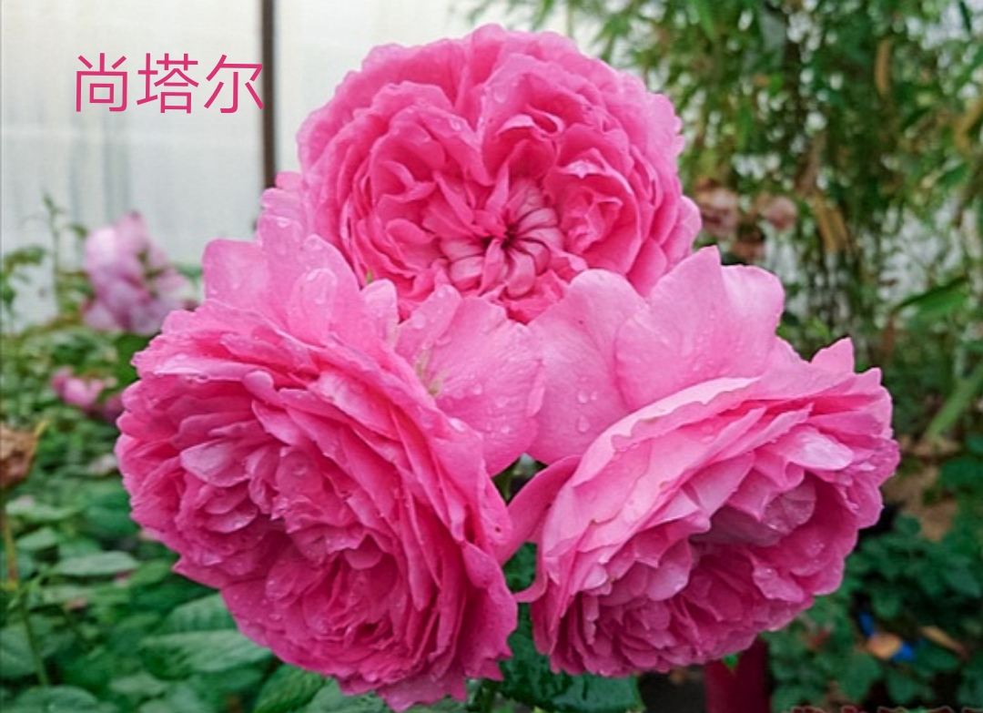 切花火焰月季的优缺点,常见切花月季一览