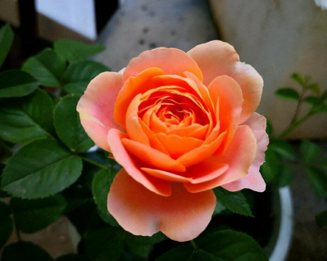 养花招了“红蜘蛛”，用水冲效果咋样？种花多别尝试，很容易泛滥