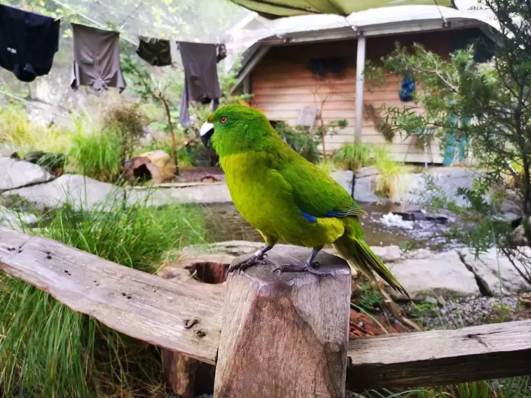 这个新西兰小岛,隐藏的惊世秘密