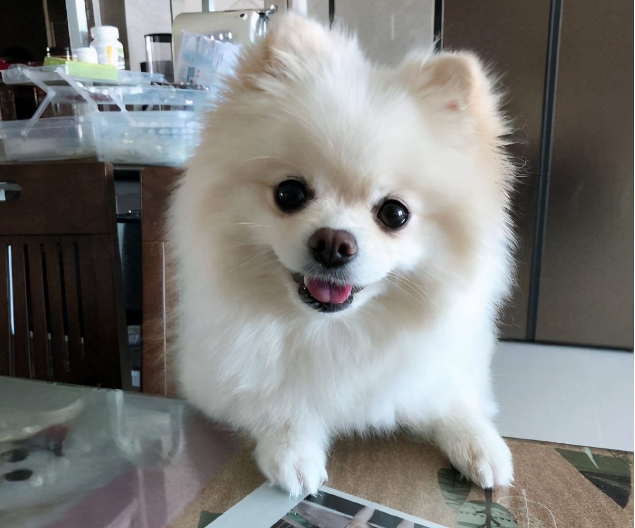 中老年人养狗有什么优点和缺点,最好养的五种小型宠物狗