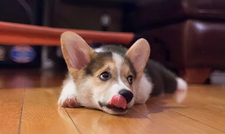 狗狗呕吐的常见原因和应对,狗狗呕吐一般是什么原因导致的呢