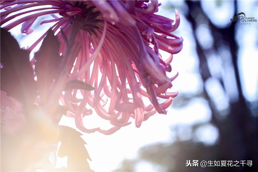 东湖公园菊花展今天还有开放吗,深圳东湖公园菊花展图片