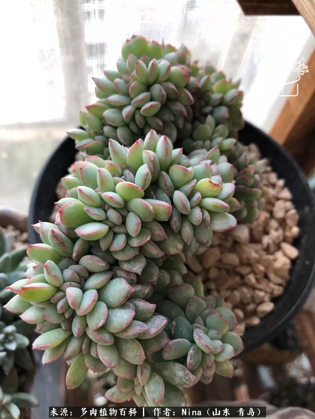 面对残酷的现实，是多肉治愈了我迷茫的未来