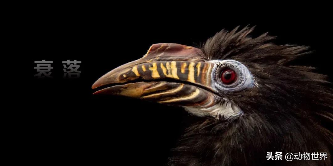 国际珍稀动物保护日-如何拯救那些正在从世界上逐渐消失的物种