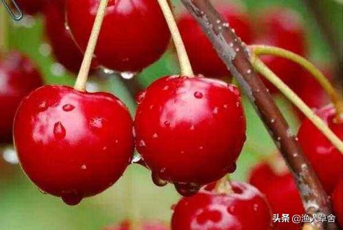 烟台十大农产品,烟台具有特色的农产品