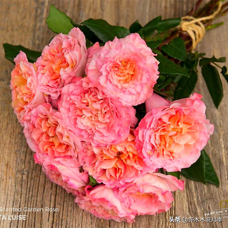 新手月季种植手册,牢记这6点,不死苗、开花多。新手收藏备用