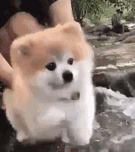 长不大的宠物狗小型犬品种有哪些,建议穷人养的10种小型犬小银狐