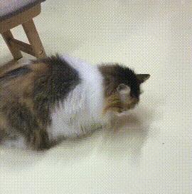 猫咪呕吐的原因及处理方法,猫咪呕吐不吃猫粮是什么原因