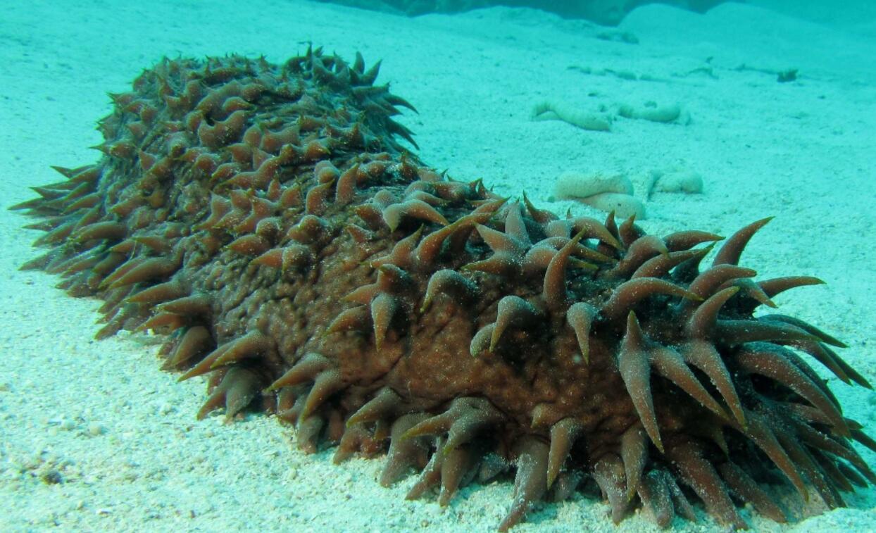 海参价格高低都是一样营养吗,海参价格高和低的营养一样吗