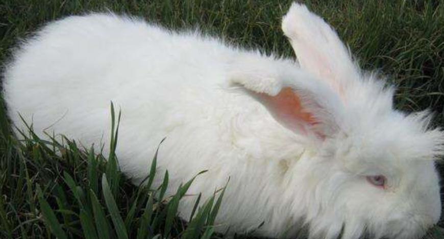 养殖长毛兔前景如何,养殖长毛兔