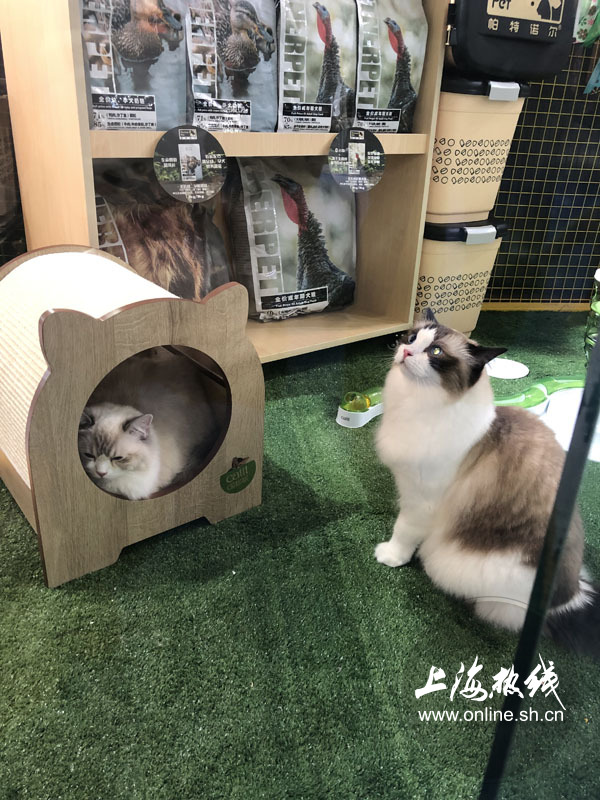 亚洲宠物展2022直播,亚洲宠物展会直播