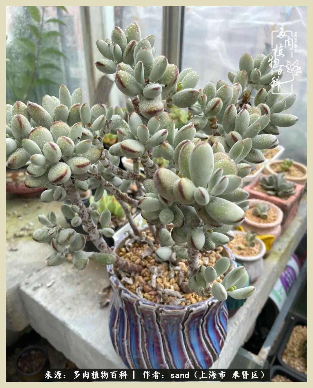 多肉怎么度过三伏天,多肉在三伏天怎么度夏