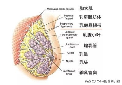 维密超模瘦腰法,维密丰胸细腰翘臀训练