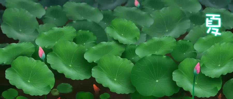 厦门看荷花哪里好,厦门荷花观赏地