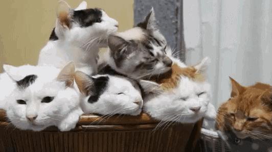 到底是养一只猫好还是养两只,养一只猫好一点还是两只猫好一点