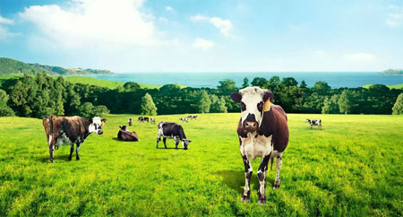 阳光呵护奶粉,阳光呵护新国标奶粉