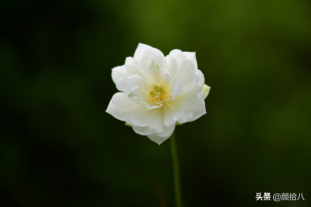 碗莲种藕生长到开花全过程,碗莲种植方法和时间图片