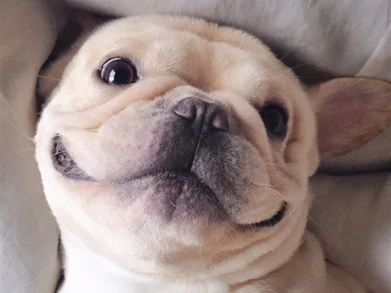 狗狗智商有多可怕,狗狗的智商有多高已经成精了