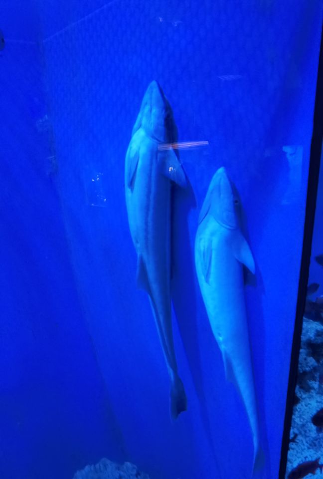 大连老虎滩5a景区,大连老虎滩5馆旅游攻略