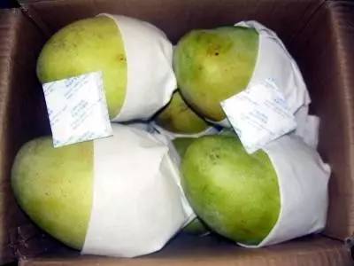 芒果怎么才能快速催熟,芒果怎么催熟最快方法图解