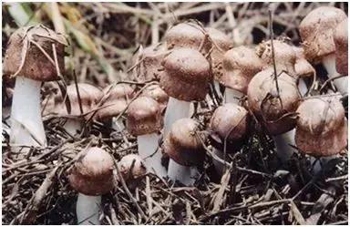 特色种植养殖致富,亩产3000公斤农民致富的新品种