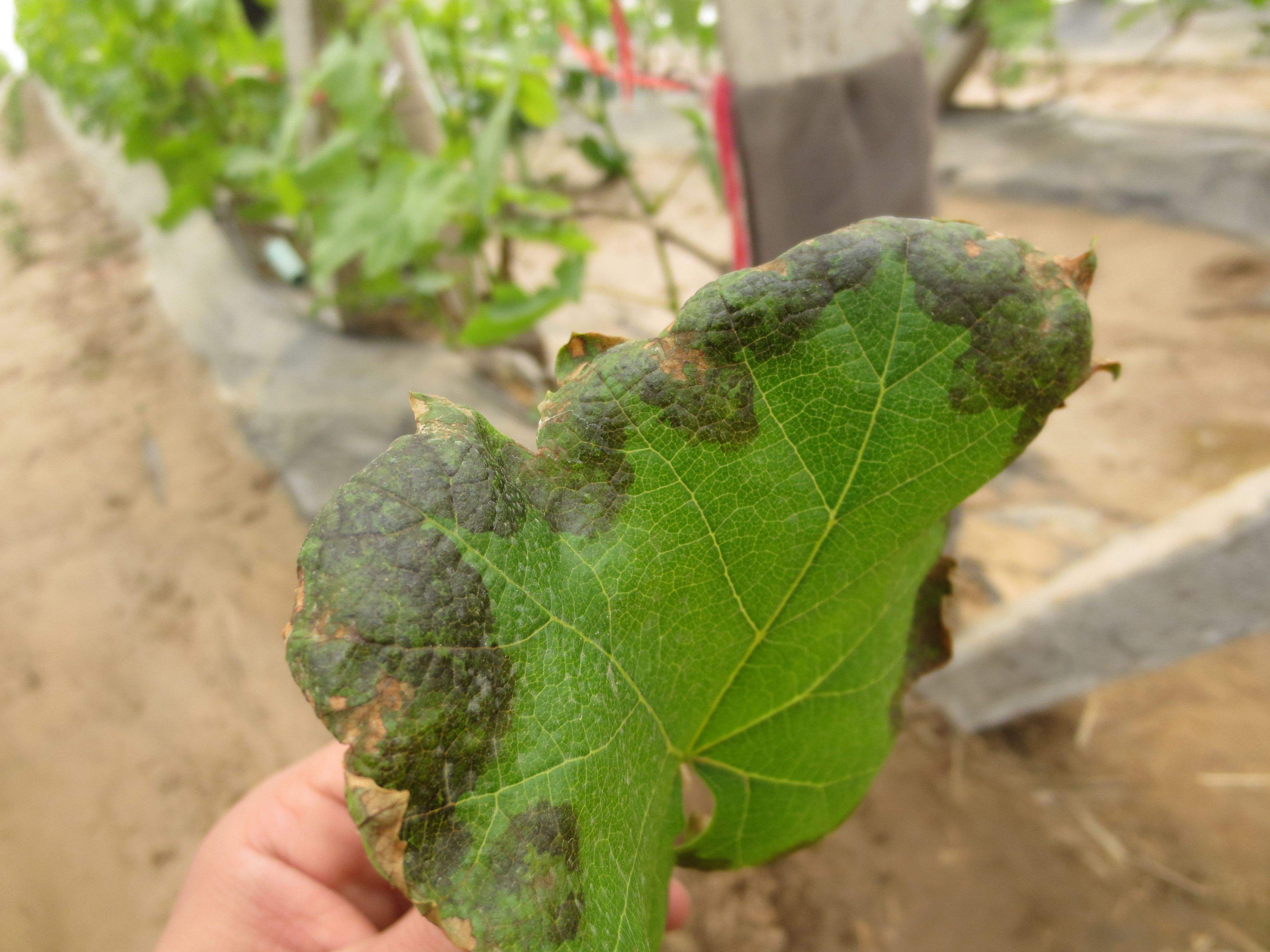 葡萄果小不饱满？春季这样抹芽定梢、绑蔓掐须、施肥水！产量不愁