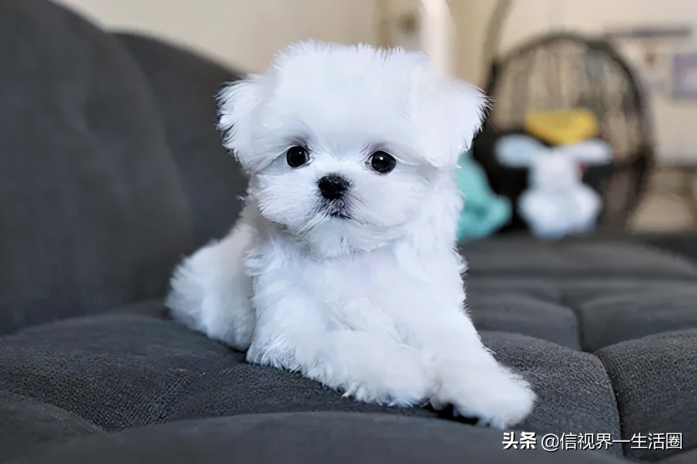 新手养什么宠物既便宜还好养,第一次养什么宠物比较好养又便宜