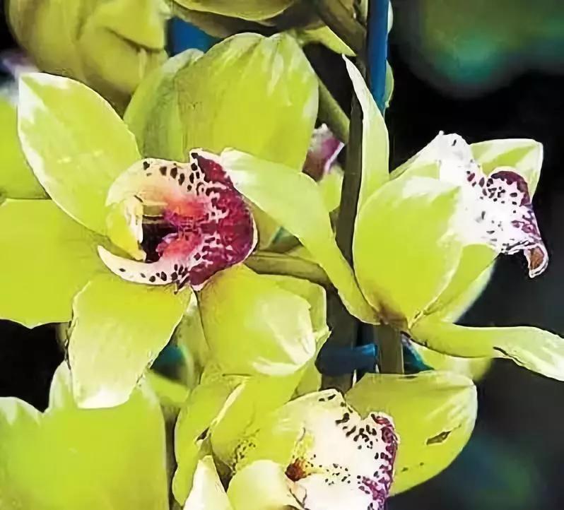 世界上最高贵最漂亮的花,世界上最名贵的花