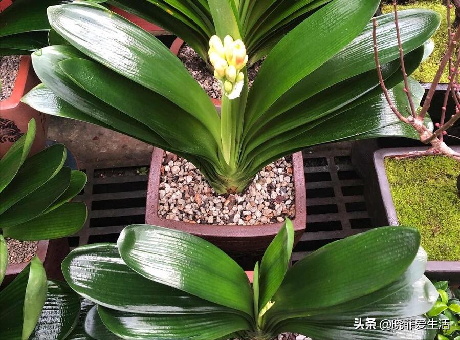 君子兰养了几年不开花要换盆吗,君子兰不开花这样养一年能开两茬