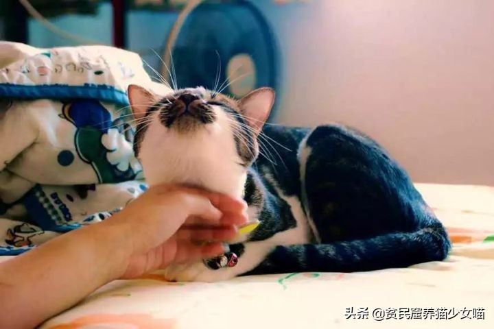 猫咪黑下巴抹红霉素软膏还是眼膏,猫咪黑下巴到底怎么治