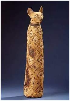 猫起源于中国还是起源于欧洲,猫起源与进化的区别