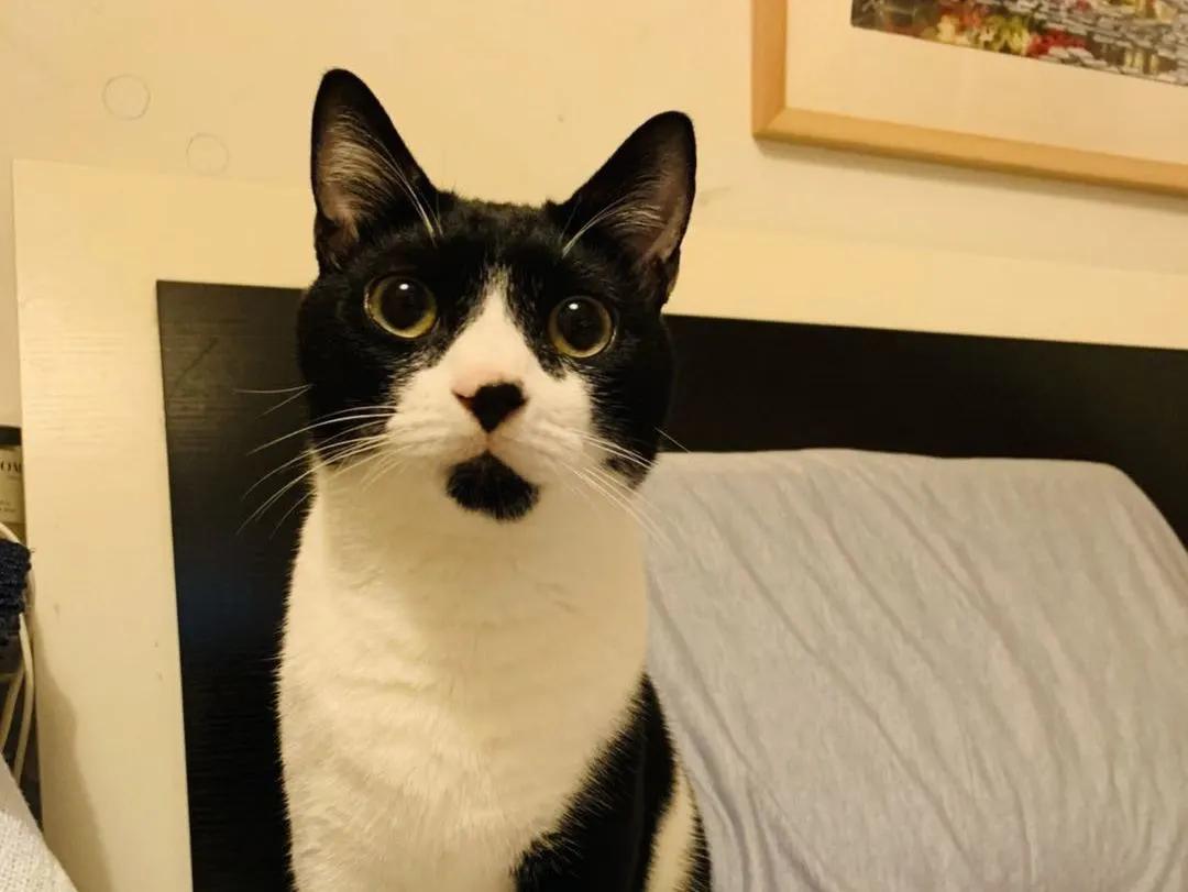 跟着我们猫狗大联盟，你会有喵的！黄阿姨猫咪领养专场