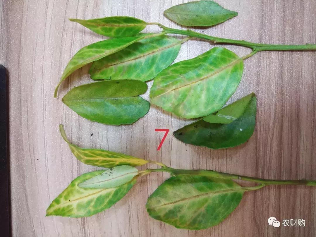 黄龙病检验阳性什么意思,黄龙病检测