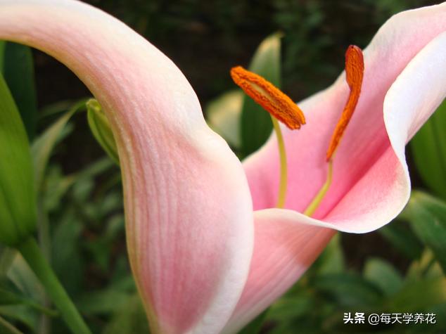 百合虫害的防治方法,百合病虫防治和管理