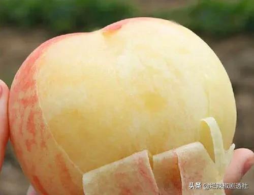 陕西水蜜桃香甜可口你喜欢吃吗,陕西纯甜的水蜜桃