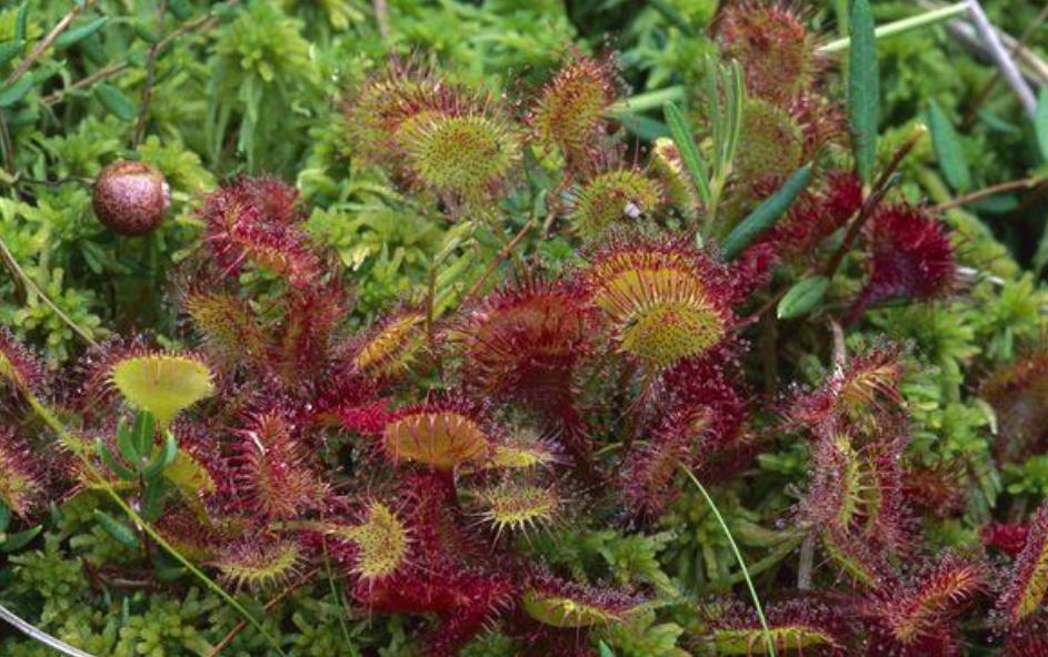 30分钟内“吃”多种虫！重庆第1次发现圆叶茅膏菜，这是什么植物