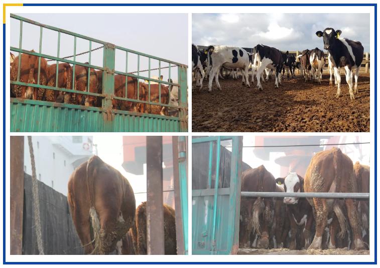 6000多头“澳妞”登陆京唐港中澳贸易即将零关税安格斯关税直降2%