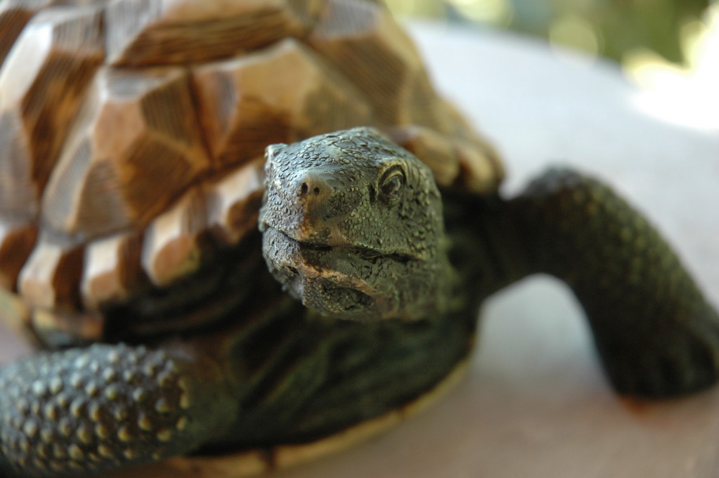 南石龟白眼是什么样的,石龟白眼病图片和治疗方法