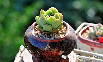 适合云南养的多肉,云南露养最好养活的多肉