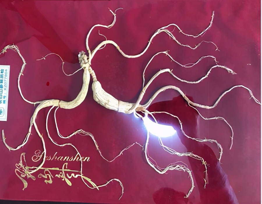 按照这5种方法选人参，十有八九选得好，经验之谈慢慢看