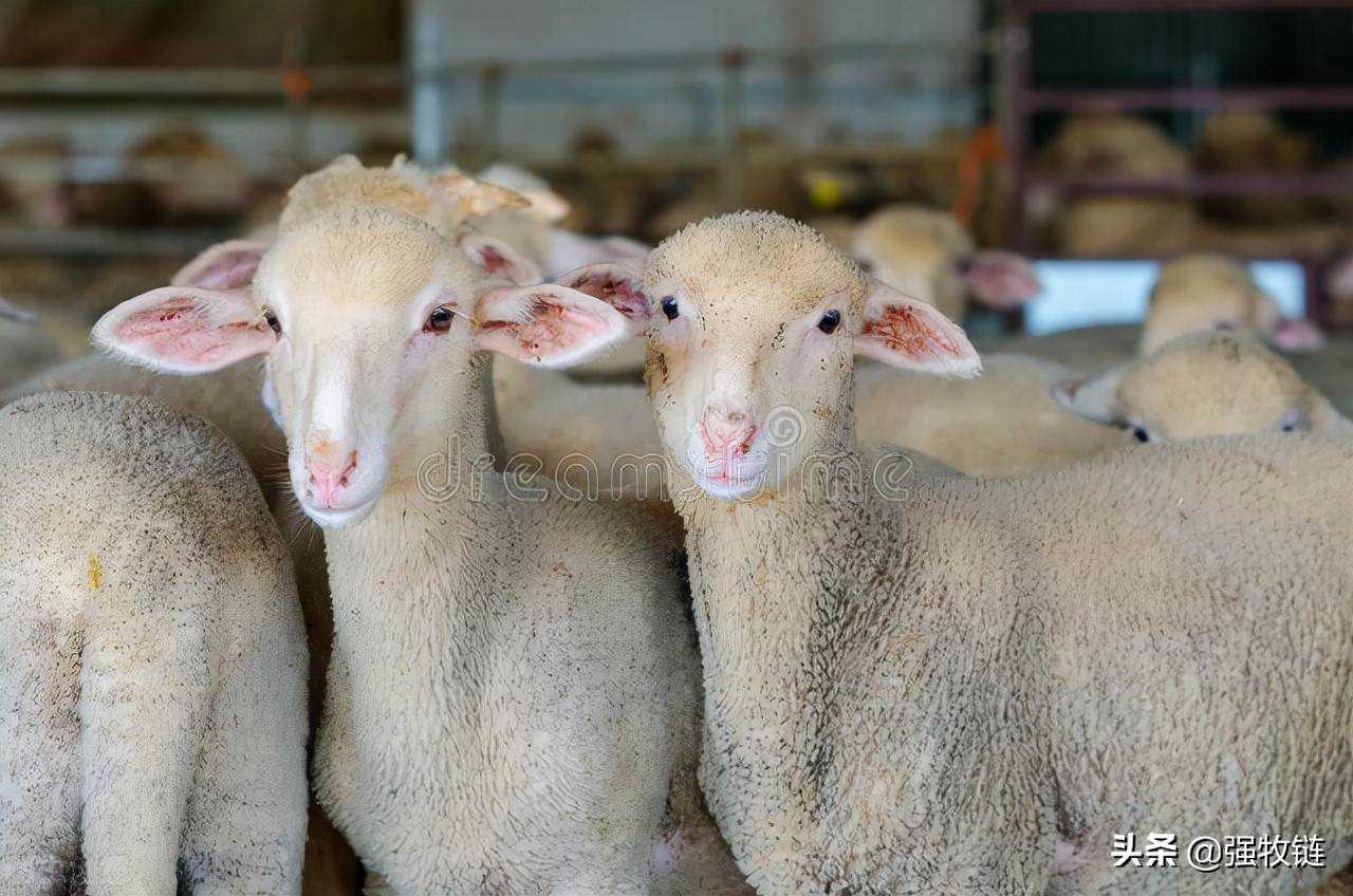 羔羊软瘫的原因及治疗方法,羔羊软瘫怎么办