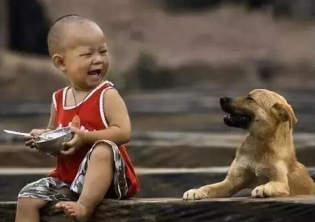 忠诚又有杀伤力又保护主人的狗狗,这6种狗狗既通人性又聪明