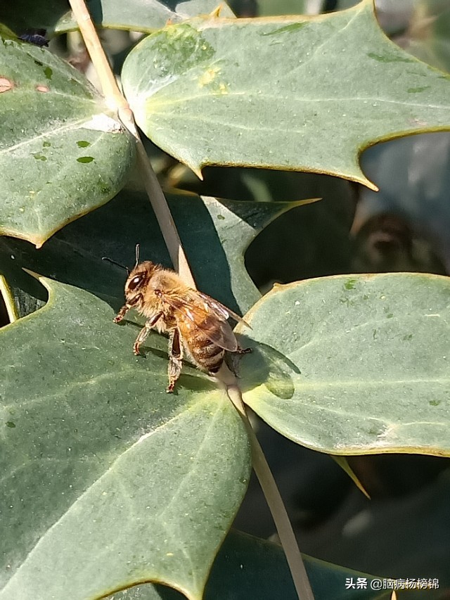 “杏”好马蜂孬蜇住不得了什么草药好就是一把蒿