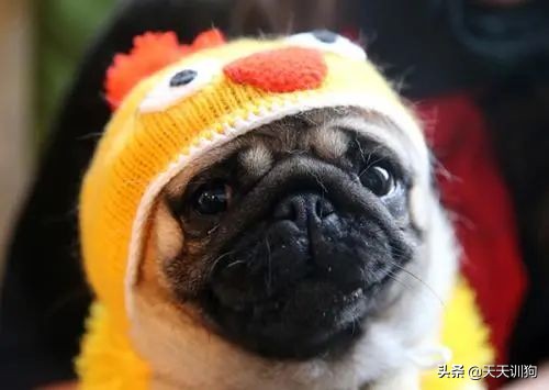 狗狗喜爱的玩具大盘点,了解狗狗的玩具最适合哪一种