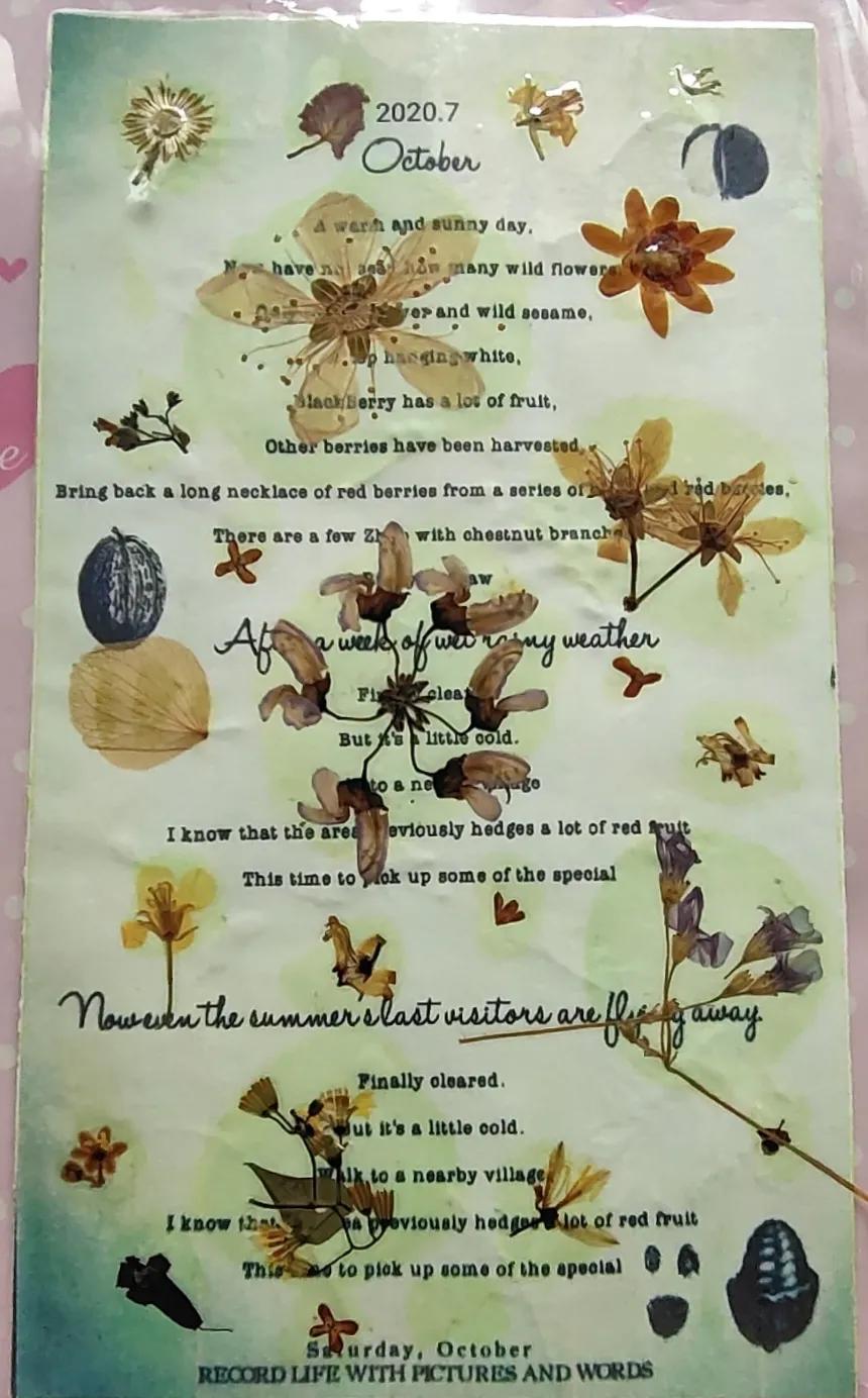 植物标本创意手工作品制作视频,植物标本手工创意