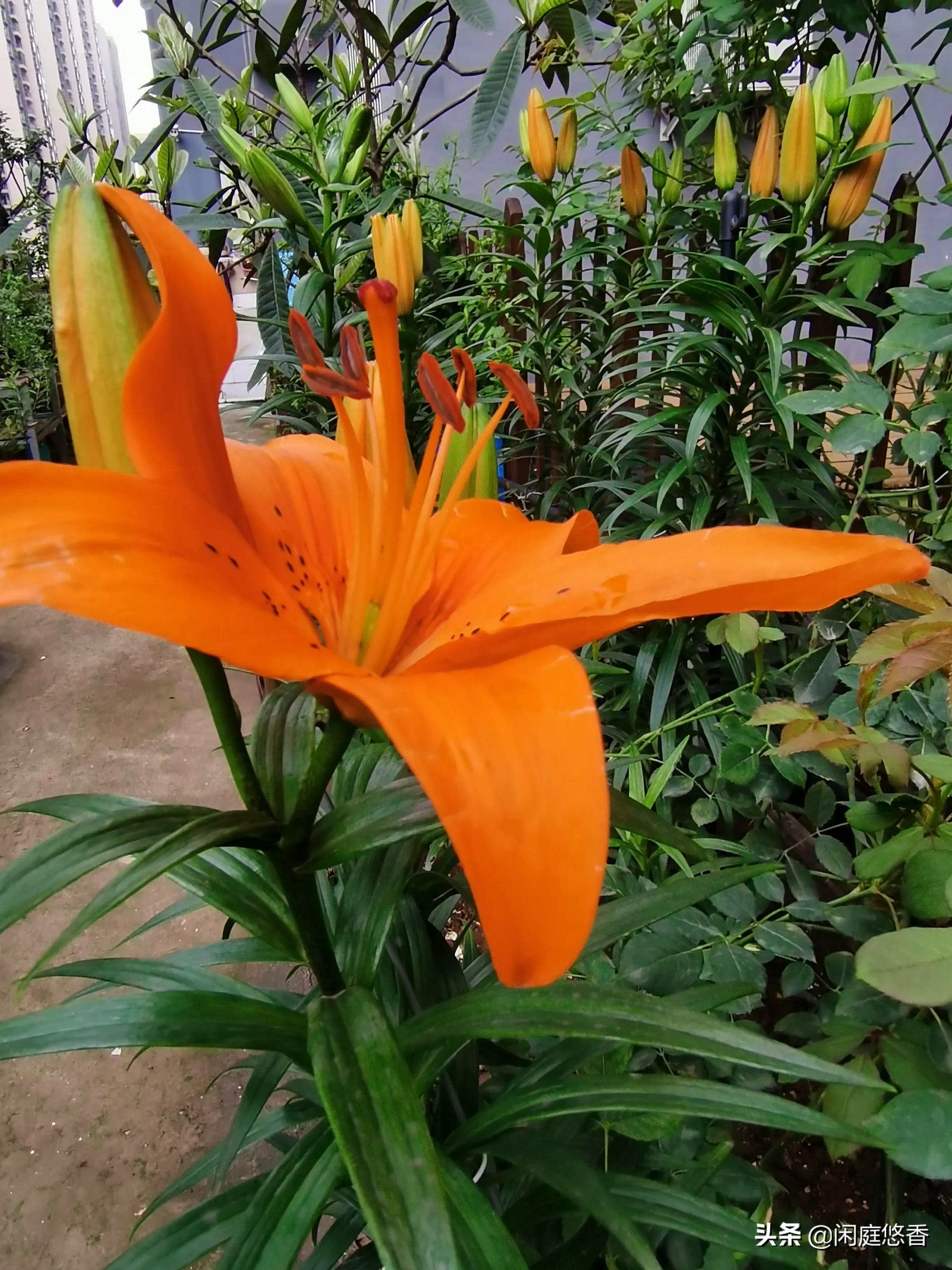 100种常种花卉养护秘籍,20种花卉浇水保养法